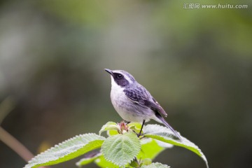 灰林鵖 樹葉