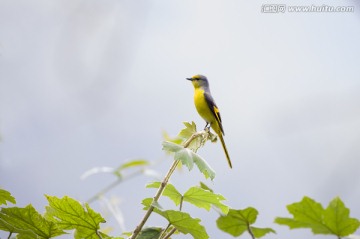 赤红山椒鸟 雌鸟