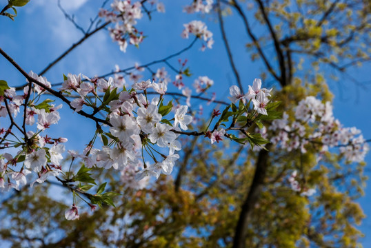 樱花 樱花园 粉樱花