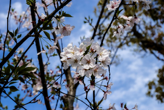 樱花 樱花树 蓝天白云