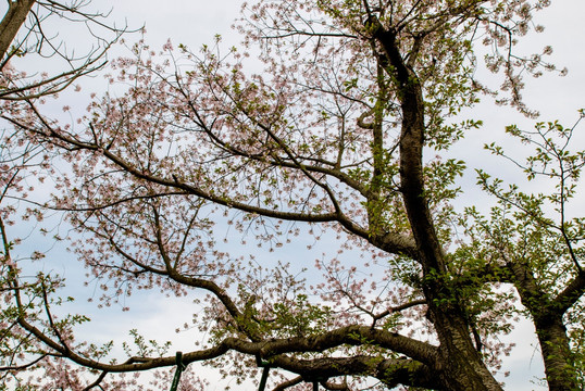 樱花 海大樱花 日本樱花