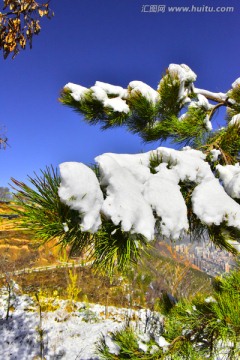 春雪 松树