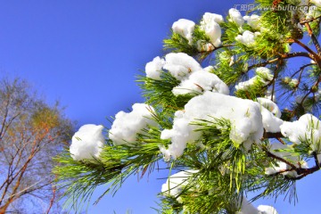 春雪 松树