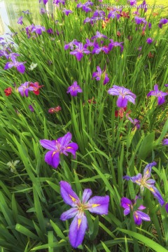 鳶尾花