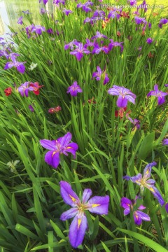 鸢尾花