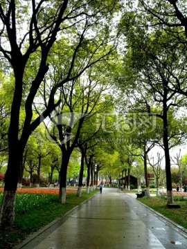 雨后的林荫大道