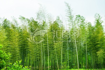 阳光竹林