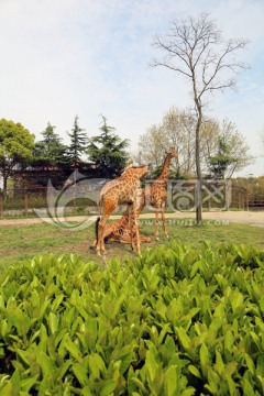 动物 动物园 长颈鹿