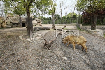 上海野生动物园山羊