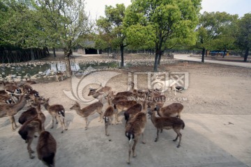 野生动物园车入区羚羊