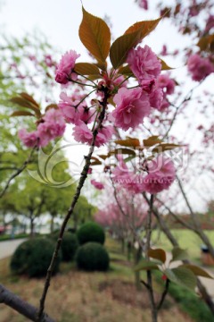 一株红色樱花