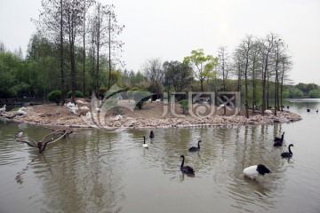 上海野生动物园天鹅