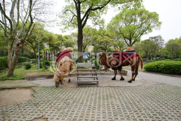 动物园骑骆驼