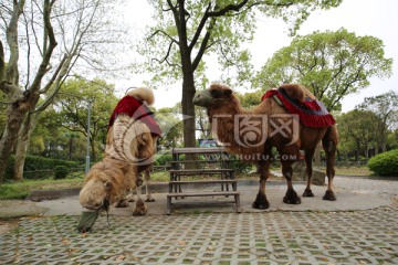 动物园骑骆驼