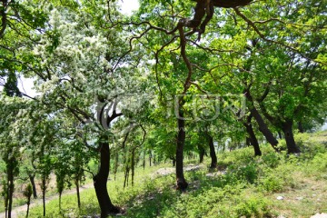 刘苏树