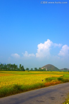 田园风景 稻田