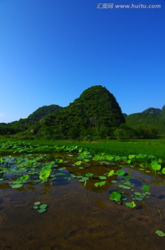 自然风光 荷田