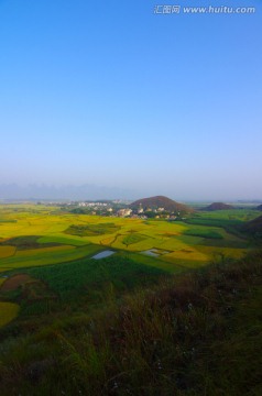 稻田