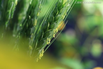 小麦开花