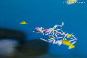 水中飘花