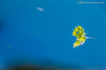 水中漂花