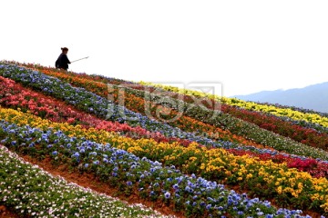 花山 山乡 花乡