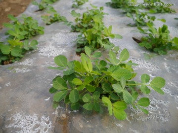 薄膜种花生地