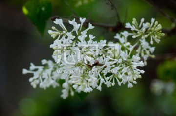 白色丁香花