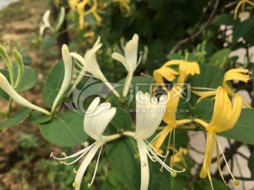 中草药 金银花