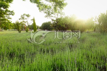 夕陽(yáng)樹(shù)林薰衣草