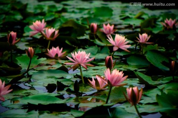 莲花池