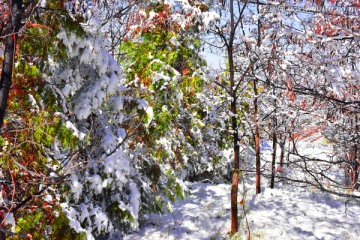 春雪 树林