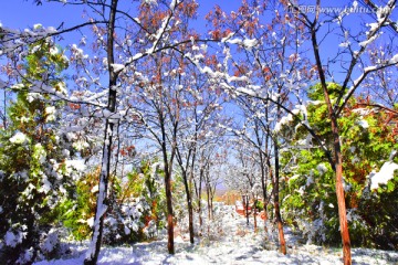 春雪 树林