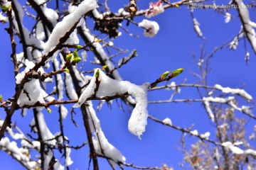 春雪 桃花