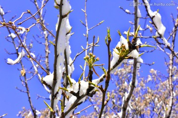 春雪 桃花