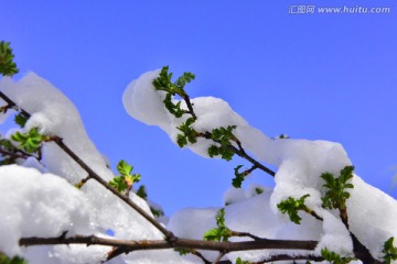 春雪 榆树叶