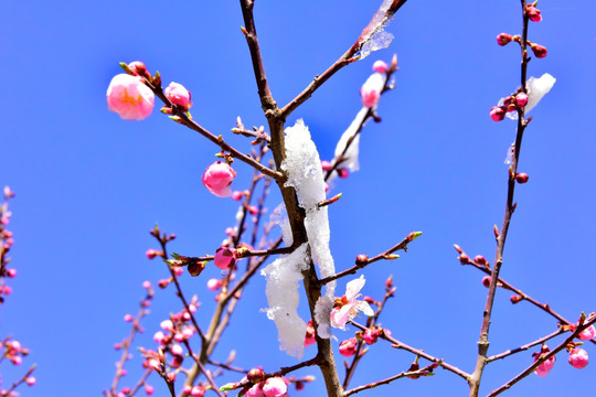 春雪 桃花