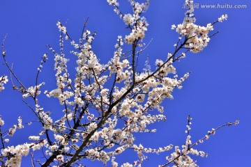 春雪 樱花