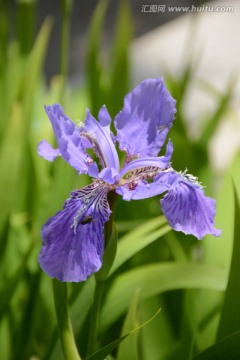 鸢尾花