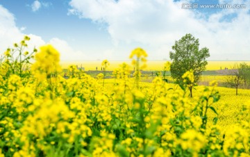 春天里的油菜花