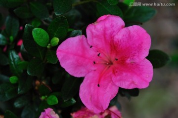 杜鹃花特写