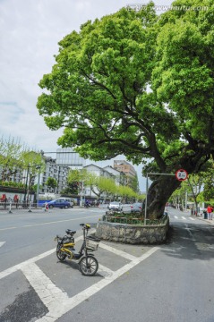 道路中的古树