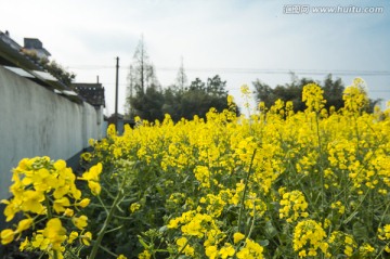 房前屋后的油菜花田