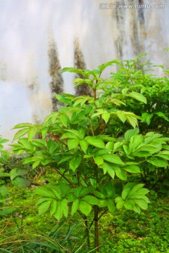 芍药植株