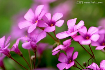 粉色小花