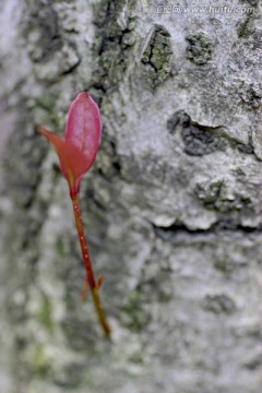 树芽