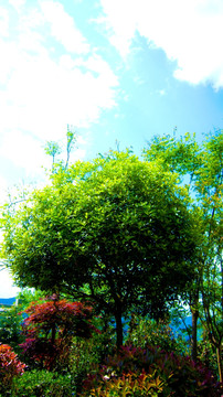 桂花树  绿化树木