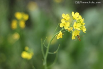 油菜花与蜜蜂