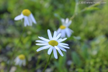 野菊花