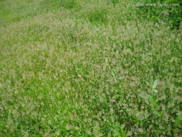 开花的草地